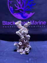 BPM Scape |Frag Pillar (111225) (L20cm/H29cm/D18cm)
