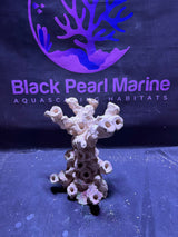 BPM Scape | Frag Stump | (180226) (L26cm/H27cm/D22cm)