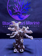 BPM Scape |Frag Tree (010226) (L30cm/H30cm/D18cm)