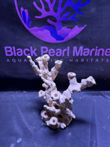 BPM Scape |Frag Pillar (050226) (L28cm/H28cm/D17cm)