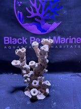 BPM Scape |Pillar (100226) (L22cm/H28cm/D16cm)