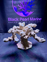 BPM Scape | Tunze reef360° + Custom Aquascape