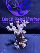 BPM Scape |Frag Pillar  (040226) (L28cm/H27cm/D22cm)