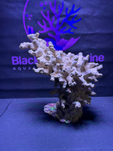 BPM Scape | Meso | #391369 | 37 × 36 × 25 cm